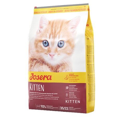 kitten