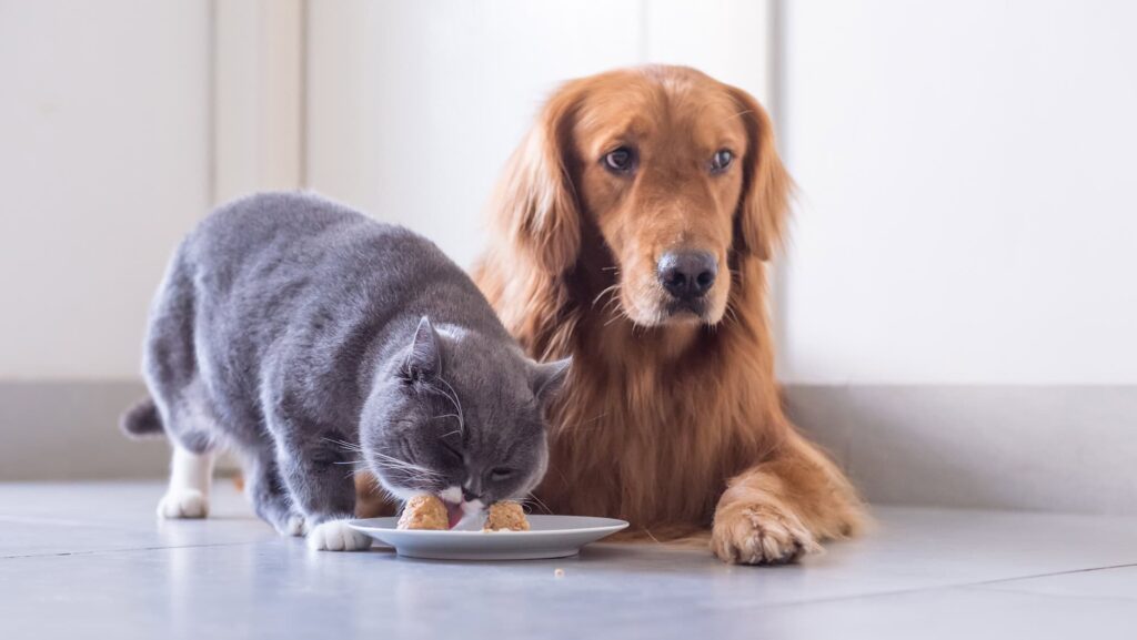 cat-eating-dog-food