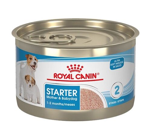 Starter