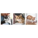 Hill's Science Plan Adult 1-6 Cat Food